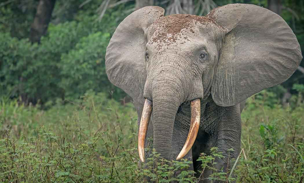 African forest elephant in dense rainforest undergrowth