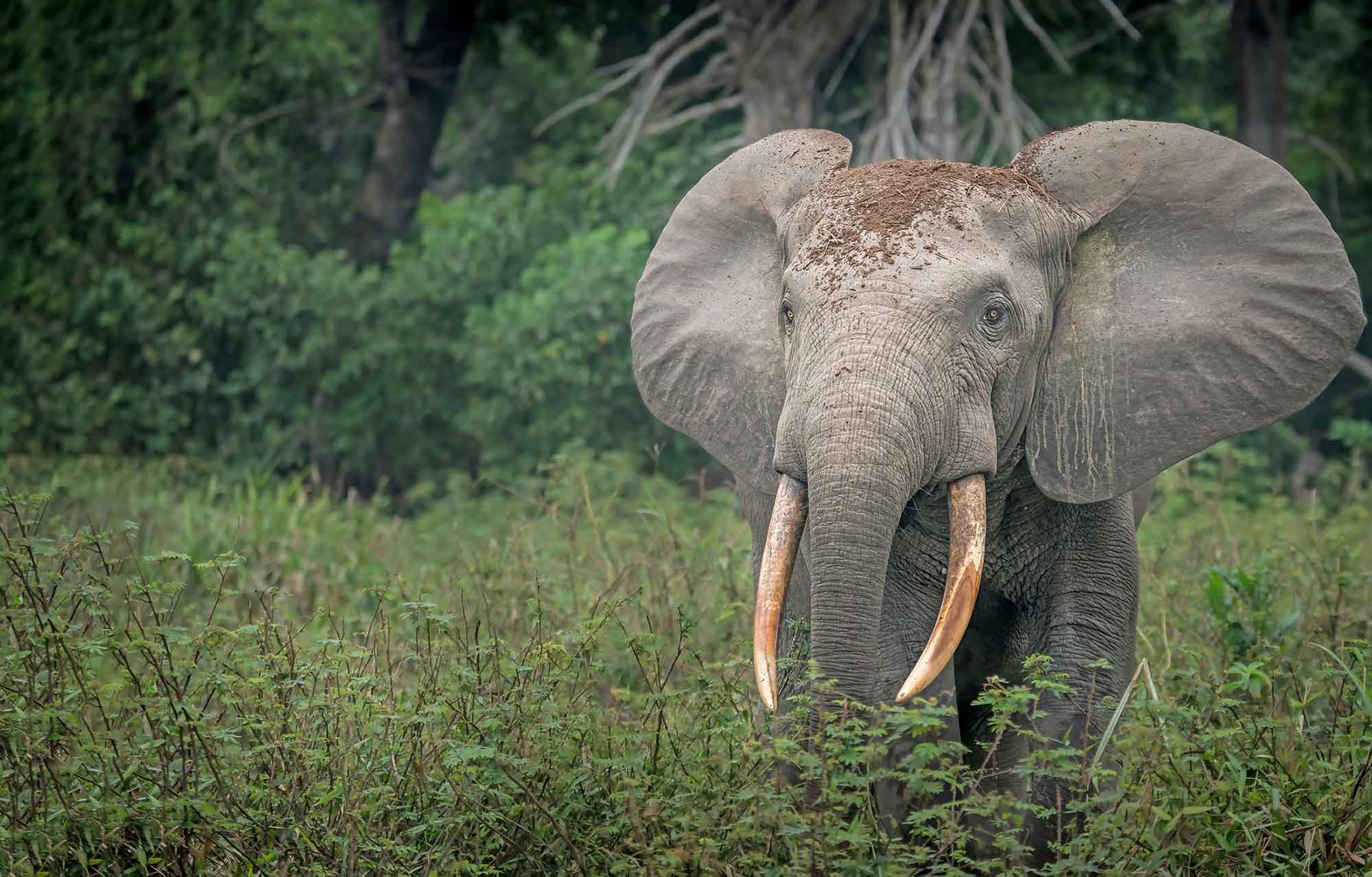 African forest elephant, standing amid a lot of green vegetation