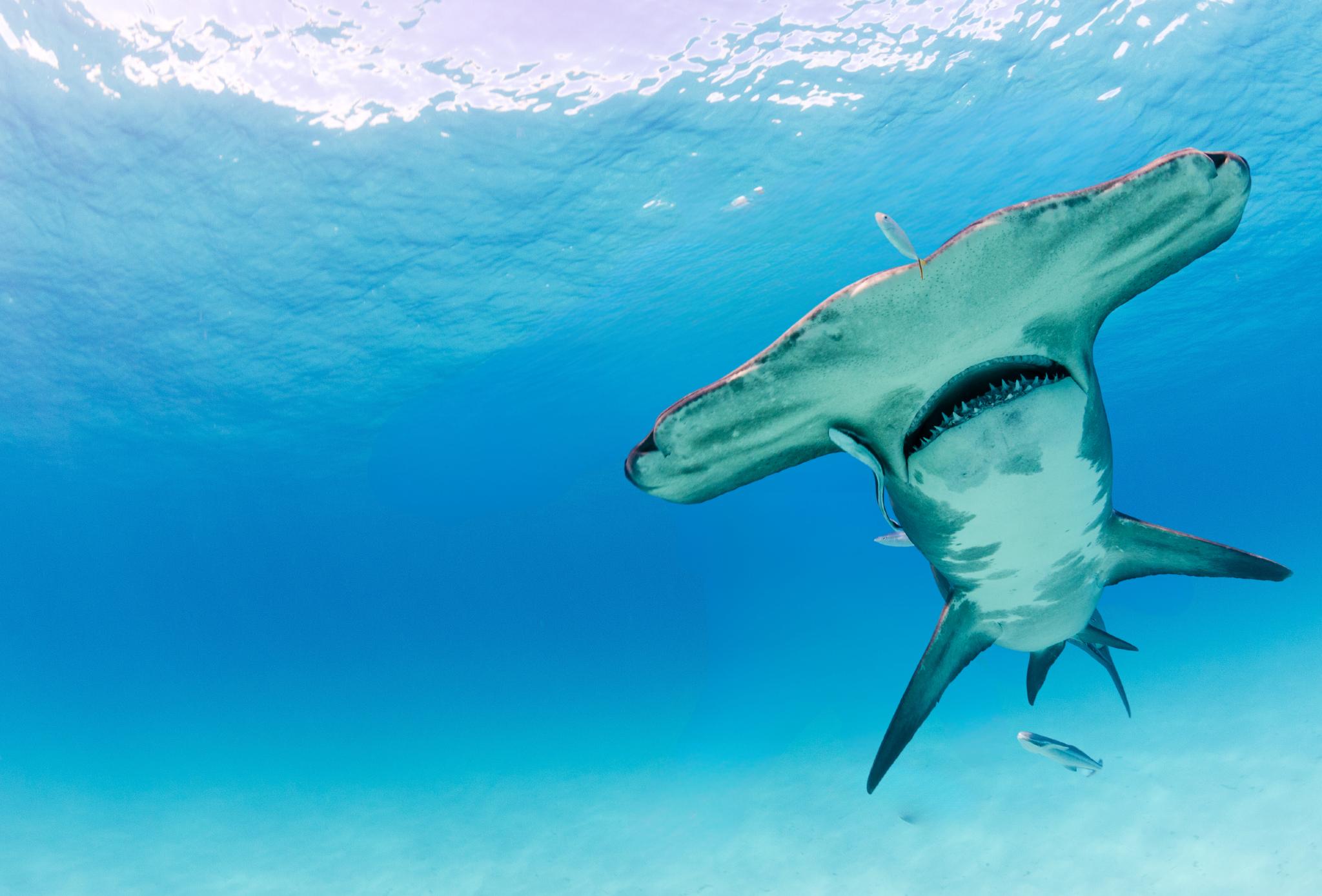 Great hammerhead near the Bihimi islands, Bahamas, Caribbean, Atlantic Ocean.