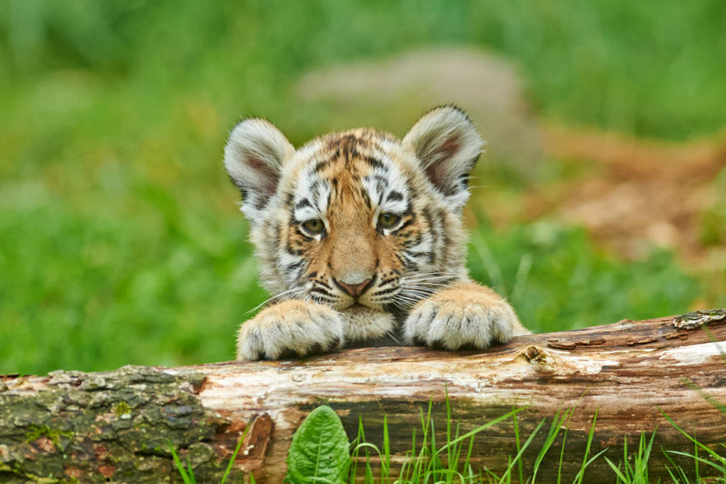Tiger cub