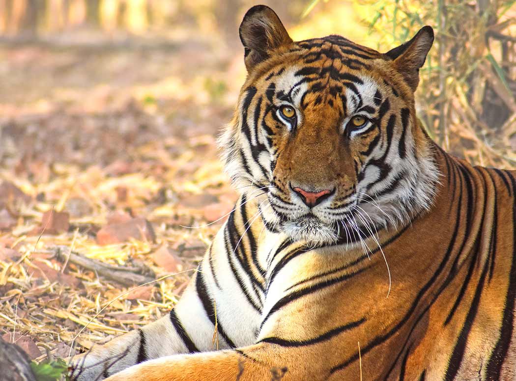 tiger looking at the camera