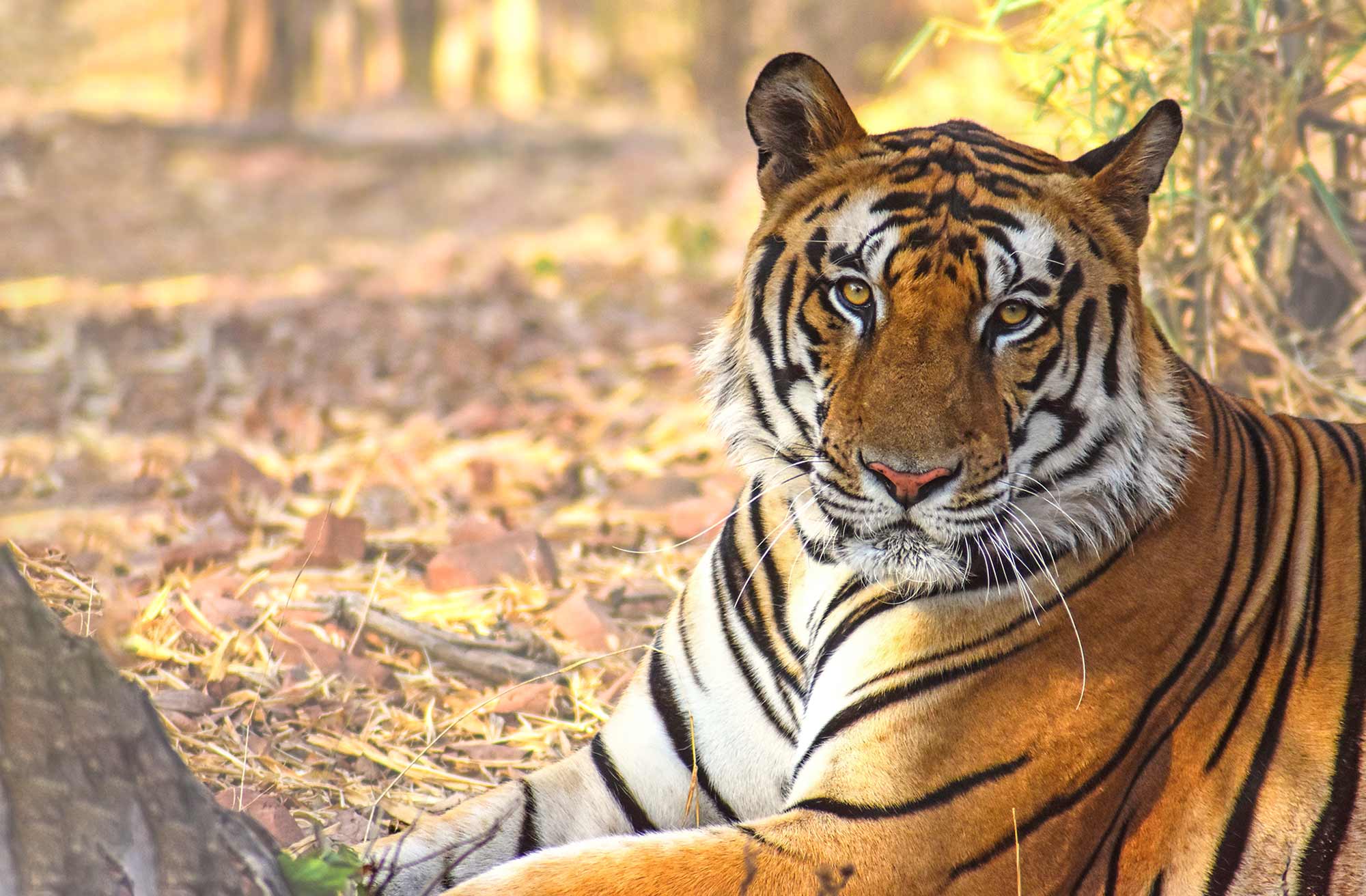 tiger looking at the camera