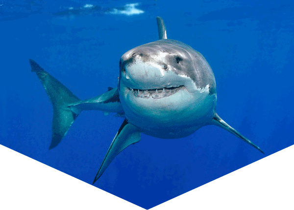 great white shark