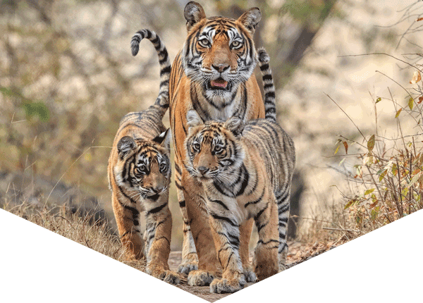 Tiger mother and two cubs