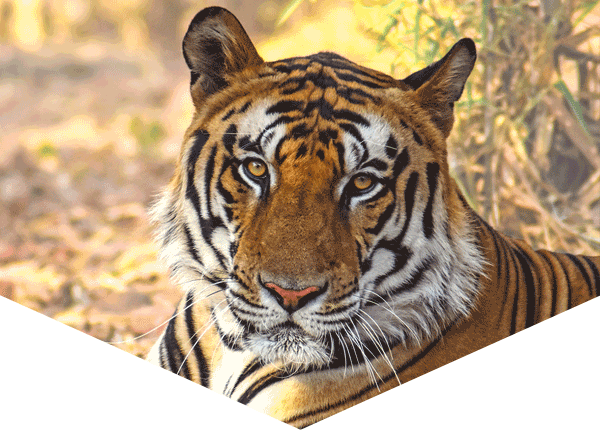 Tiger in Kanha National Park, India