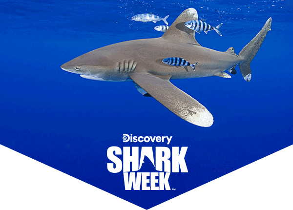 Oceanic whitetip shark and pilot fish, with Discovery Shark Week