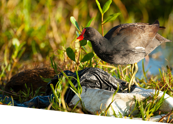 Gallinule standing on discarded plastic.