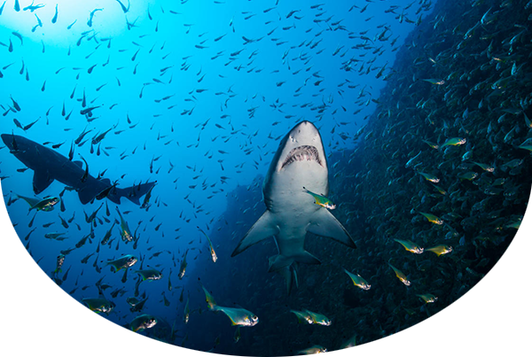 Sand Tiger Shark (Carcharias taurus) relaxing from night time hunting by slowly cruising in the canyons amongst a school of fish