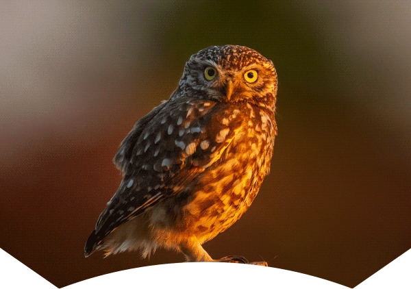 An adult little owl perched on a fencepost in late evening light, owl-themed fruit bowl with 2 apples and an orange dissapearing 