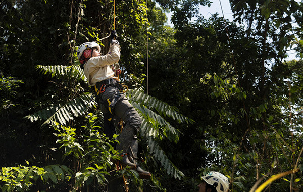 Woman climbing canopy to check on camera traps from wildlife bridges