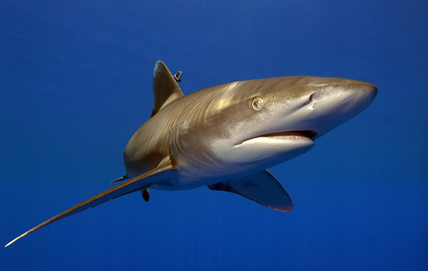 Oceanic whitetip shark swimming through blue waters