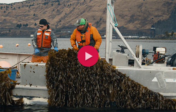 Farming seaweed on a boat in Alaska