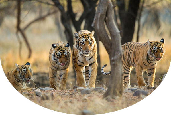 Four tigers walk together among trees.