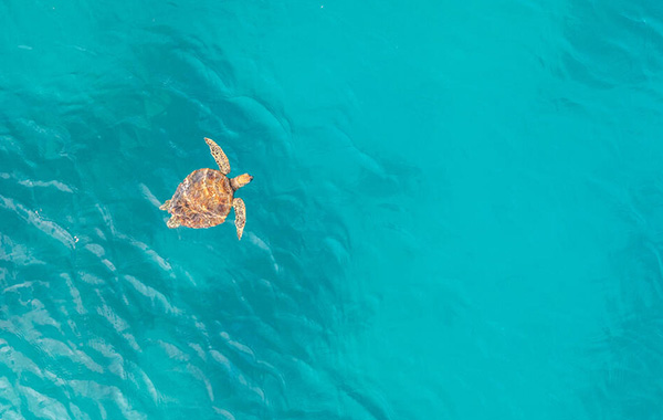 Green sea turtle swims against bright blue coastal waters as viewed from above.