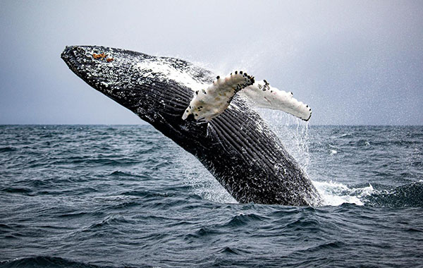 A humpback whale jumps out of the water and nearly splashes back in.