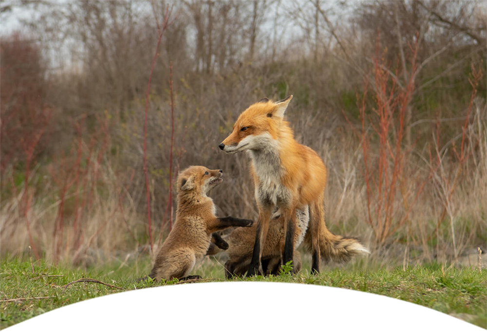A Red Fox (Vulpes vulpes fulva) and his kits in Toronto, Canada