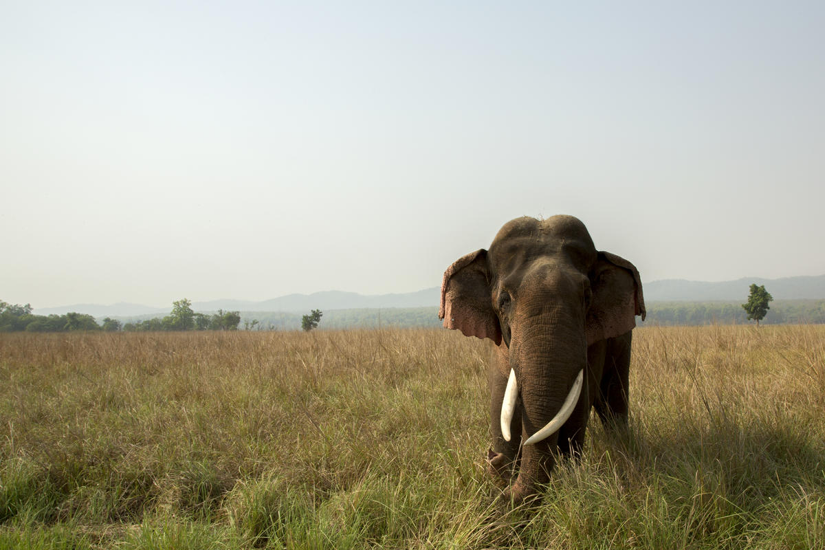 Elephant in grasslands