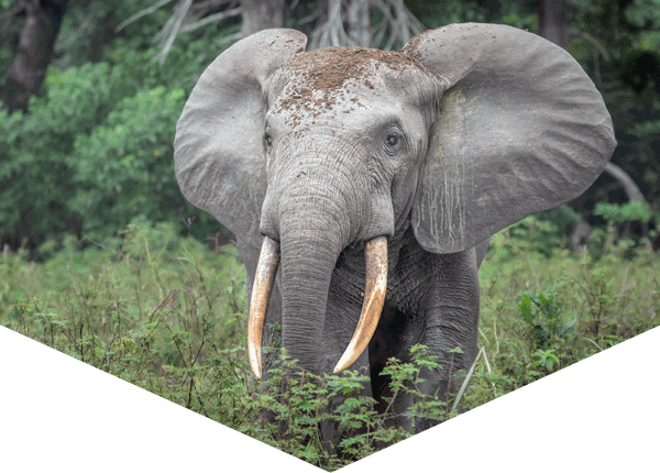 African forest elephant in dense rainforest