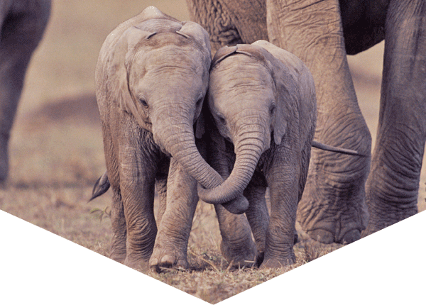 Two baby African elephants with trunks entwined