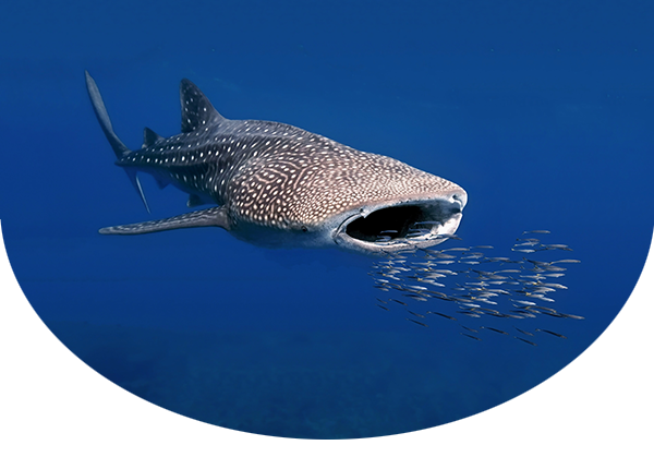 Whale shark with mouth open, filter feeding behind small fish