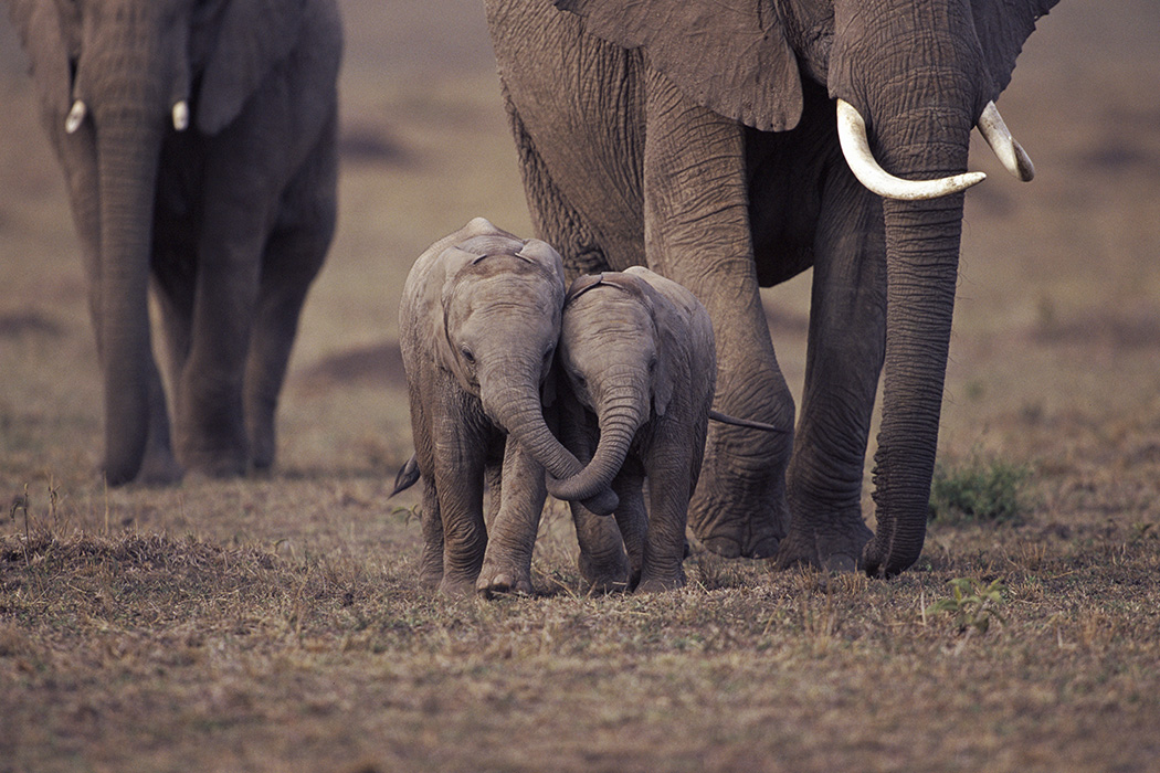 Baby elephants