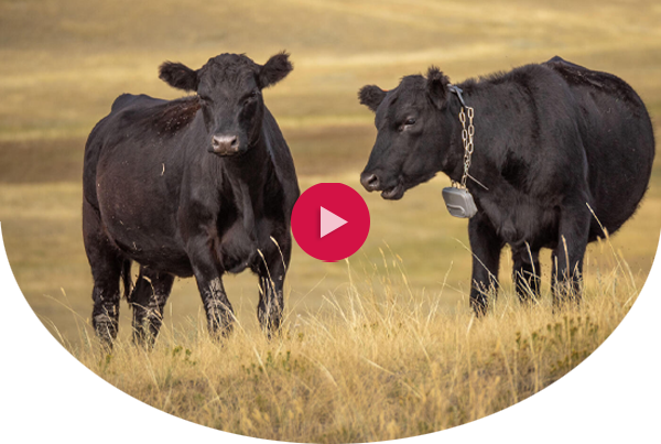 Two cows - one with a chained tracker aroud its neck - grazing in a field. There is a red video play button in the middle of the image.