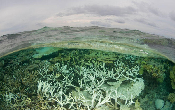 Bleached coral reef - image shows a view above water and below