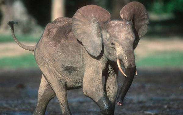 Elephant calf walking in mud