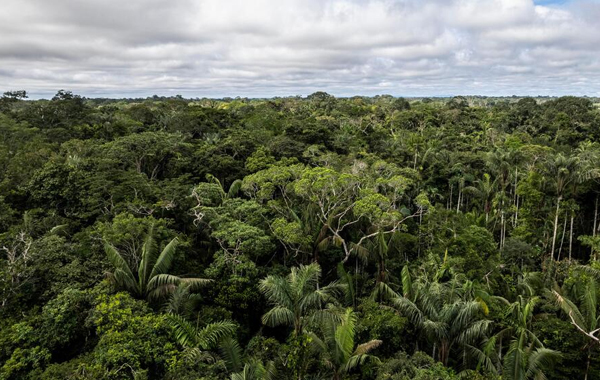 View of Colombian Amazon rainforest canopy and a blue sky with clouds above it