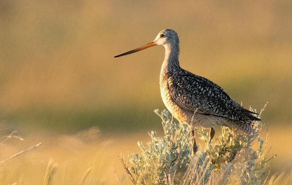 A bird (marbled godwit) resting in the Northern Great Plains