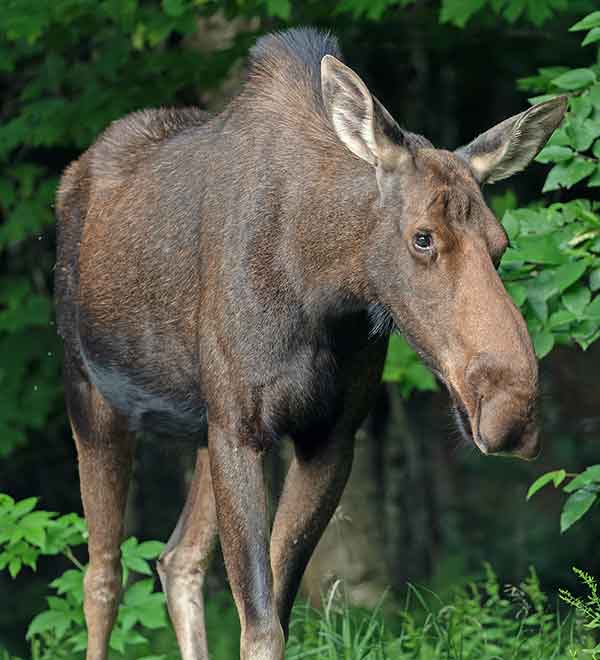 female moose, standing in green vegetation	