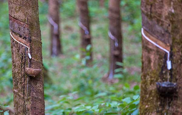 tree trunks that have been cut open, allowing white substance to ooze out into a cup