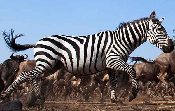 A zebra running in the foreground with wildebeest in the background