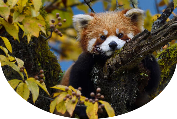 Red panda or Lesser panda (Ailurus fulgens) sitting in a tree with yellow leaves in the humid montane mixed forest, Laba He National Nature Reserve, Sichuan, China