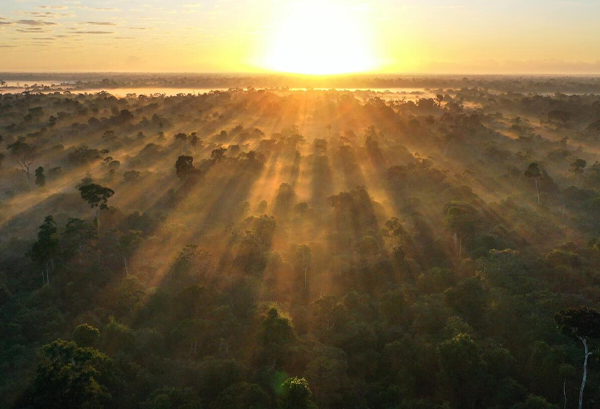 Sun shining on a tree-filled landscape