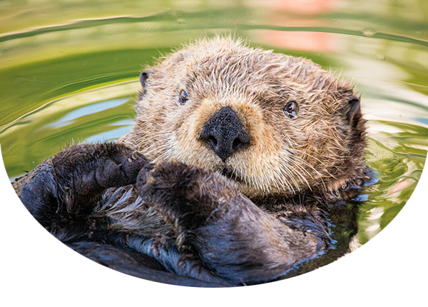 Northern sea otter in water