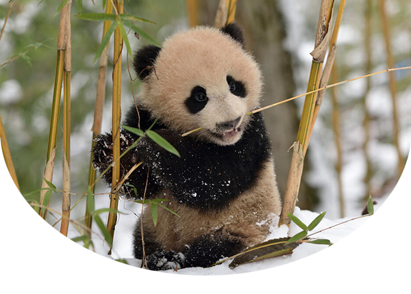 Giant panda cub eating bamboo