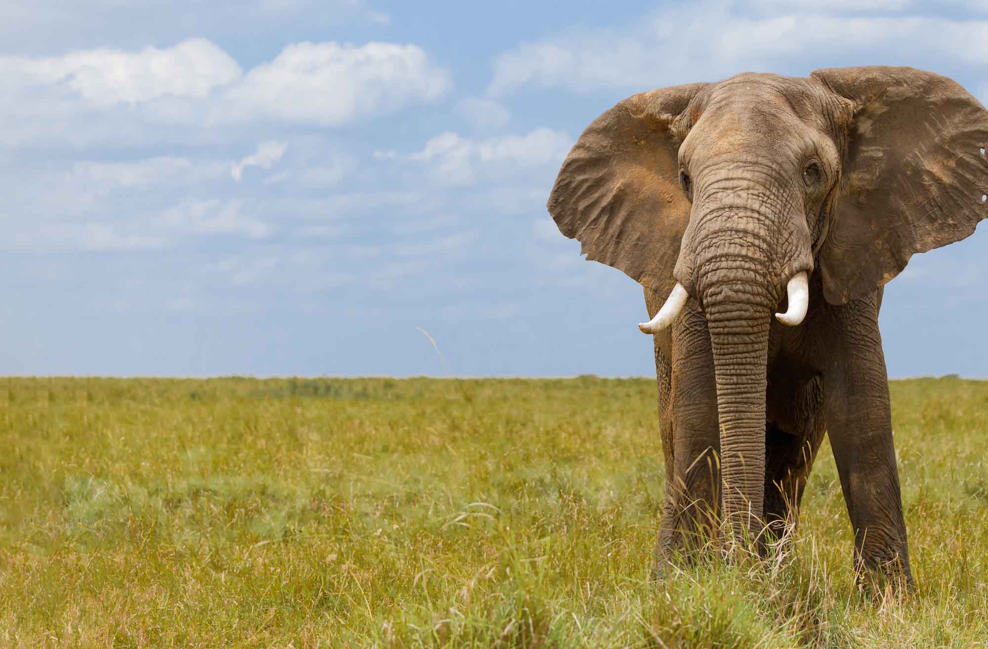 African savanna elephant