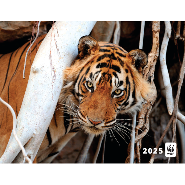 tiger on the cover of 2025 WWF calendar