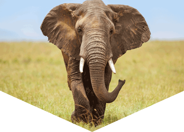 African savanna elephant walking in the grass