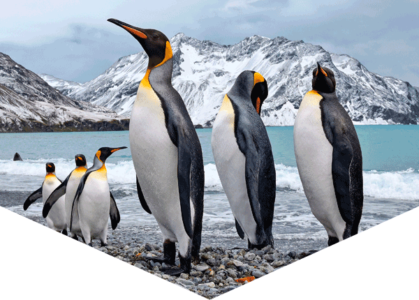 emperor penguins standing