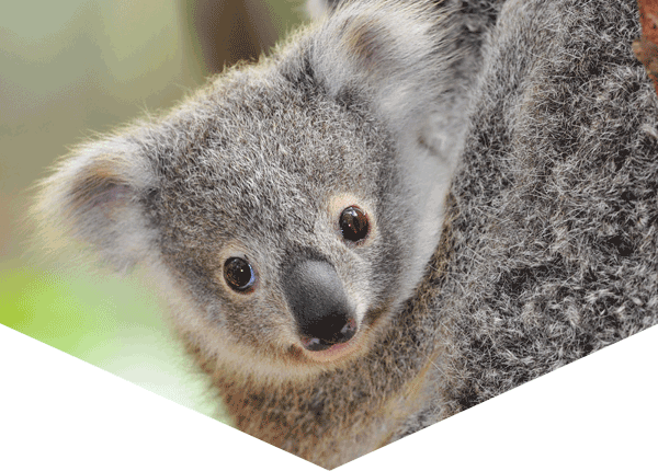 closeup of a koala joey