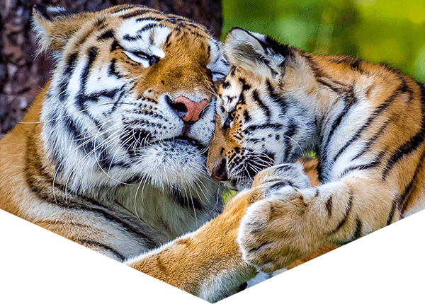 Adult female tiger and cub with their heads together