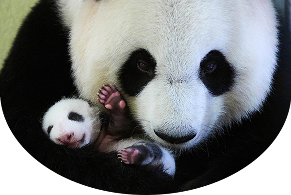 Giant panda mother holding her cub