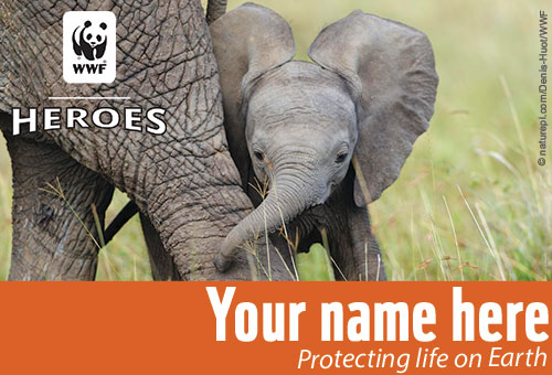 Young elephant looking at the camera from behind an adult elephant's leg