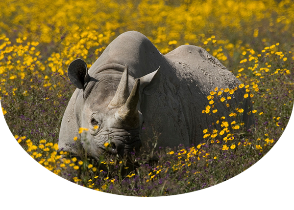 Black rhinoceros (Diceros bicornis) surrounded by bushy yellow flowers in Ngorongoro Crater, Tanzania.