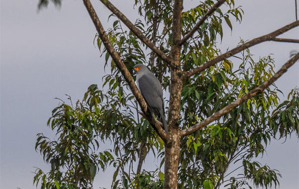 New Britain Goshawk bird sitting in a tree