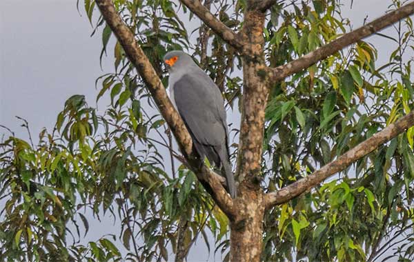 A gray bird stands on the branch of a tree