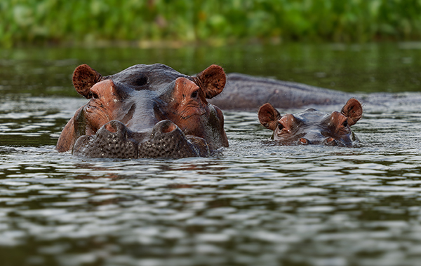 An wallpaper of two hippos wading in water with half of their heads above water