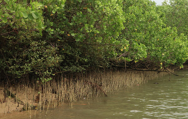 Mangrove trees lined up against the water's edge